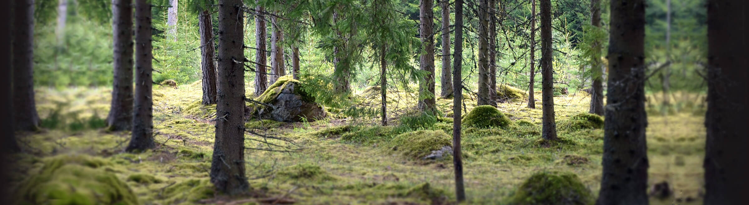 Skog
