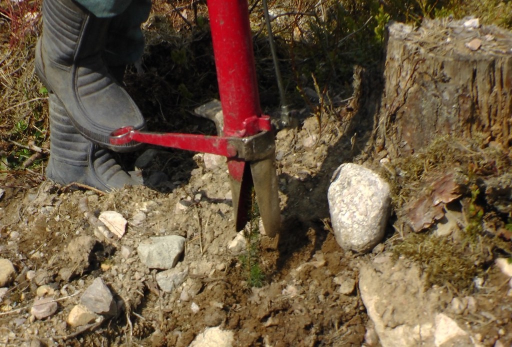 Plantering