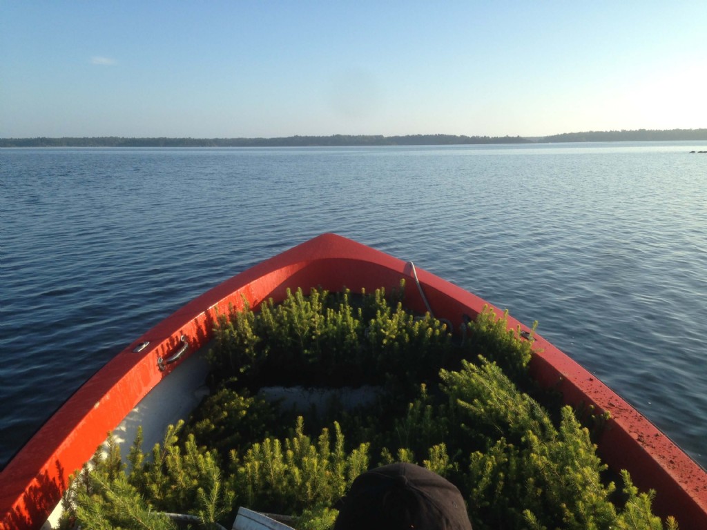 Plants in a boat