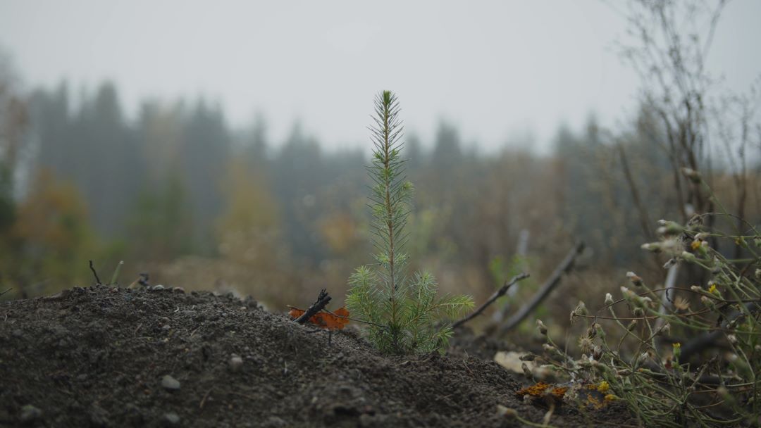 Planting