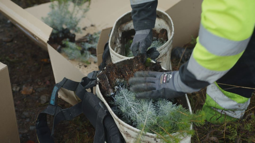 Planting
